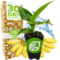 Little Prince Banana - Musa