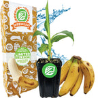 Goldfinger Banana Tree - Musa