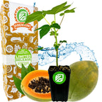 Tainung Papaya (Premium size) - Carica papaya