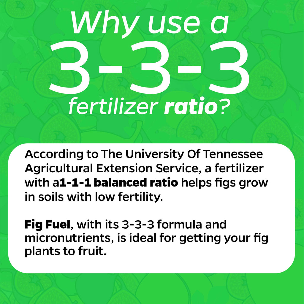 3 Petite Fig Plants + Liquid Fig Fuel Fertilizer Kit