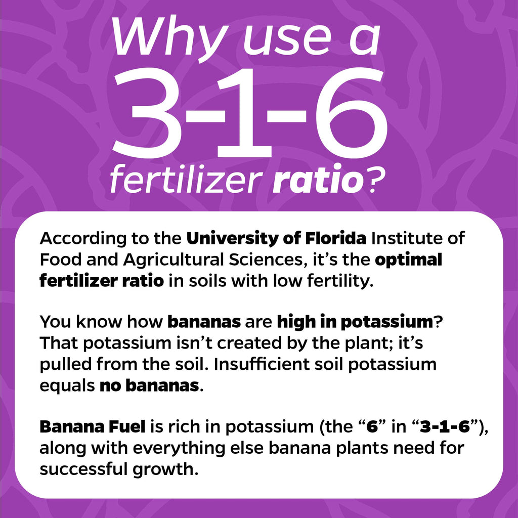 3 Petite Banana Plants + Liquid Banana Fuel Fertilizer Kit