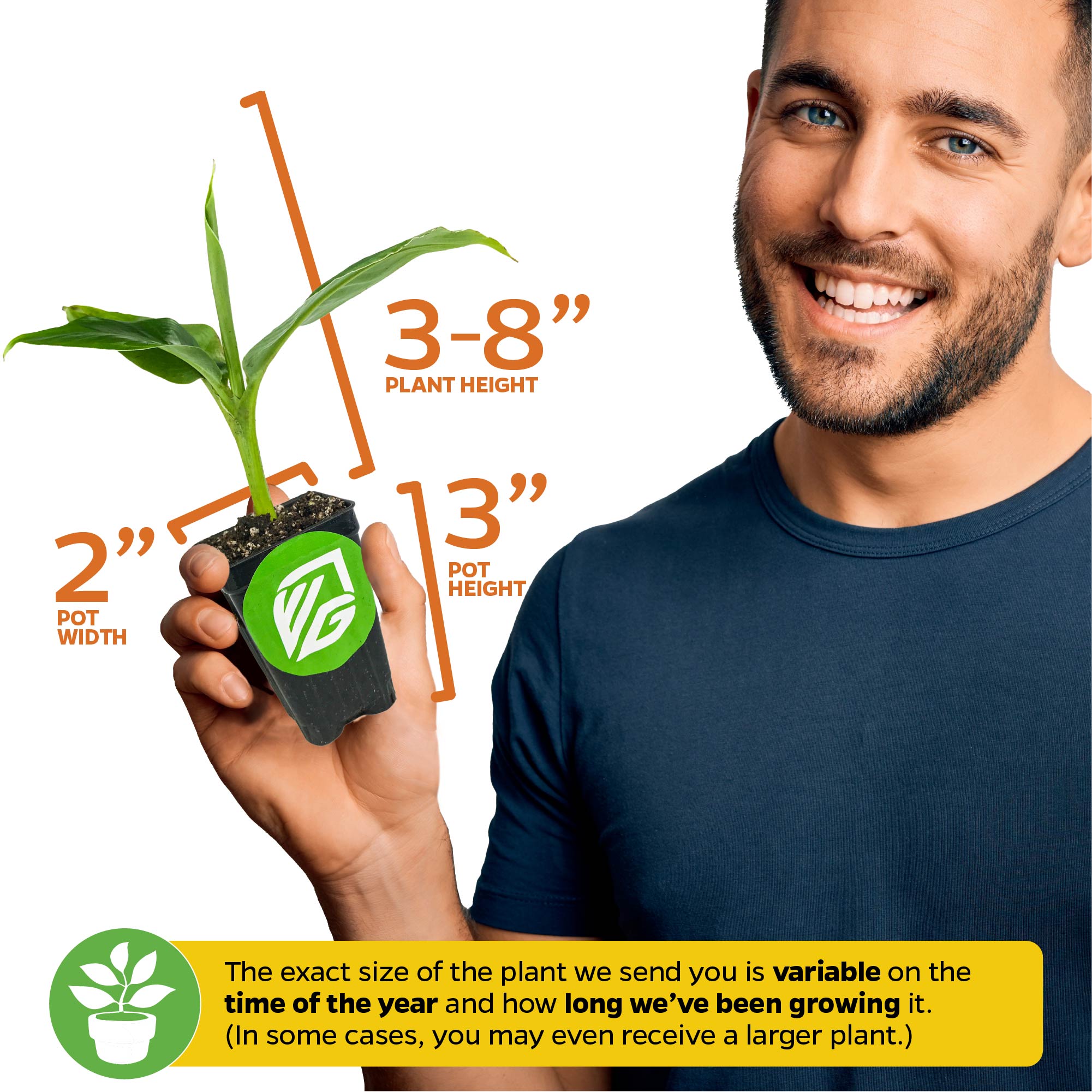 3 Petite Banana Plants + Liquid Banana Fuel Fertilizer Kit
