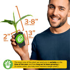 Truly Tiny Banana - Musa