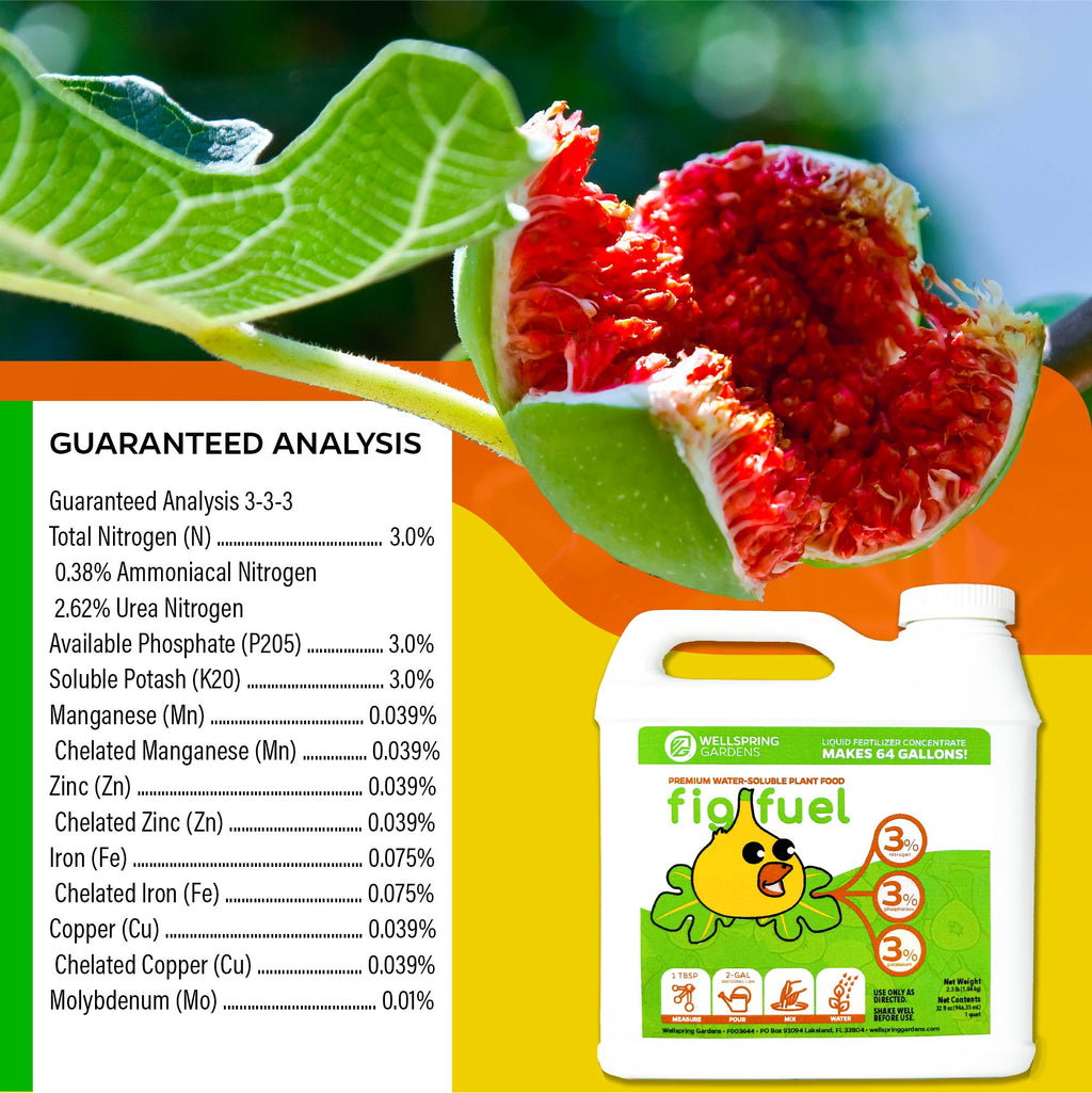 3 Petite Fig Plants + Liquid Fig Fuel Fertilizer Kit