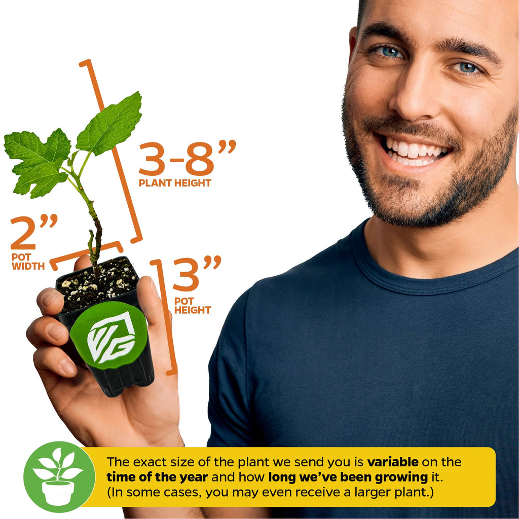 3 Petite Fig Plants + Liquid Fig Fuel Fertilizer Kit