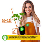 Tainung Papaya (Premium size) - Carica papaya