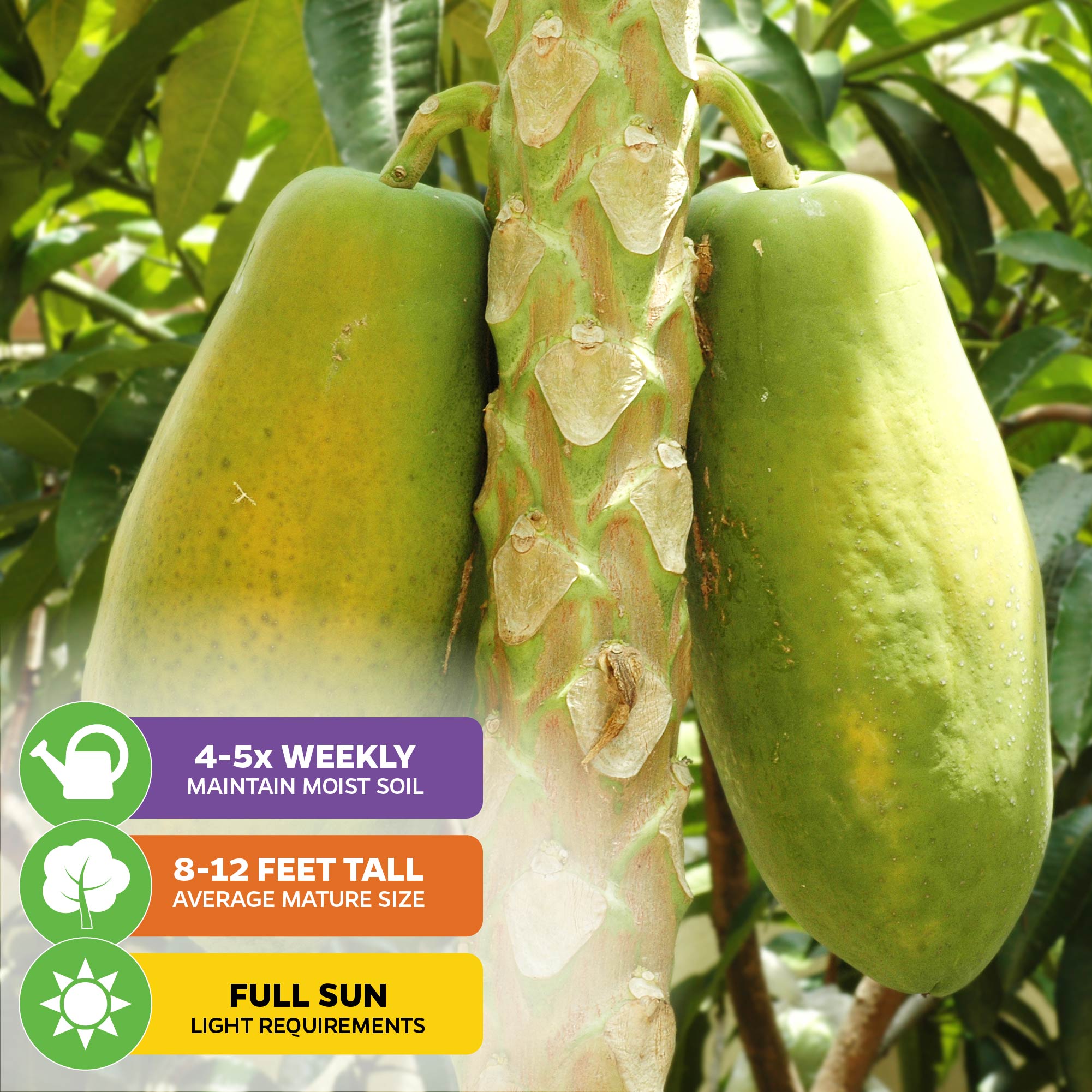 Tainung Papaya (Premium size) - Carica papaya