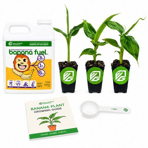 3 Petite Banana Plants + Liquid Banana Fuel Fertilizer Kit
