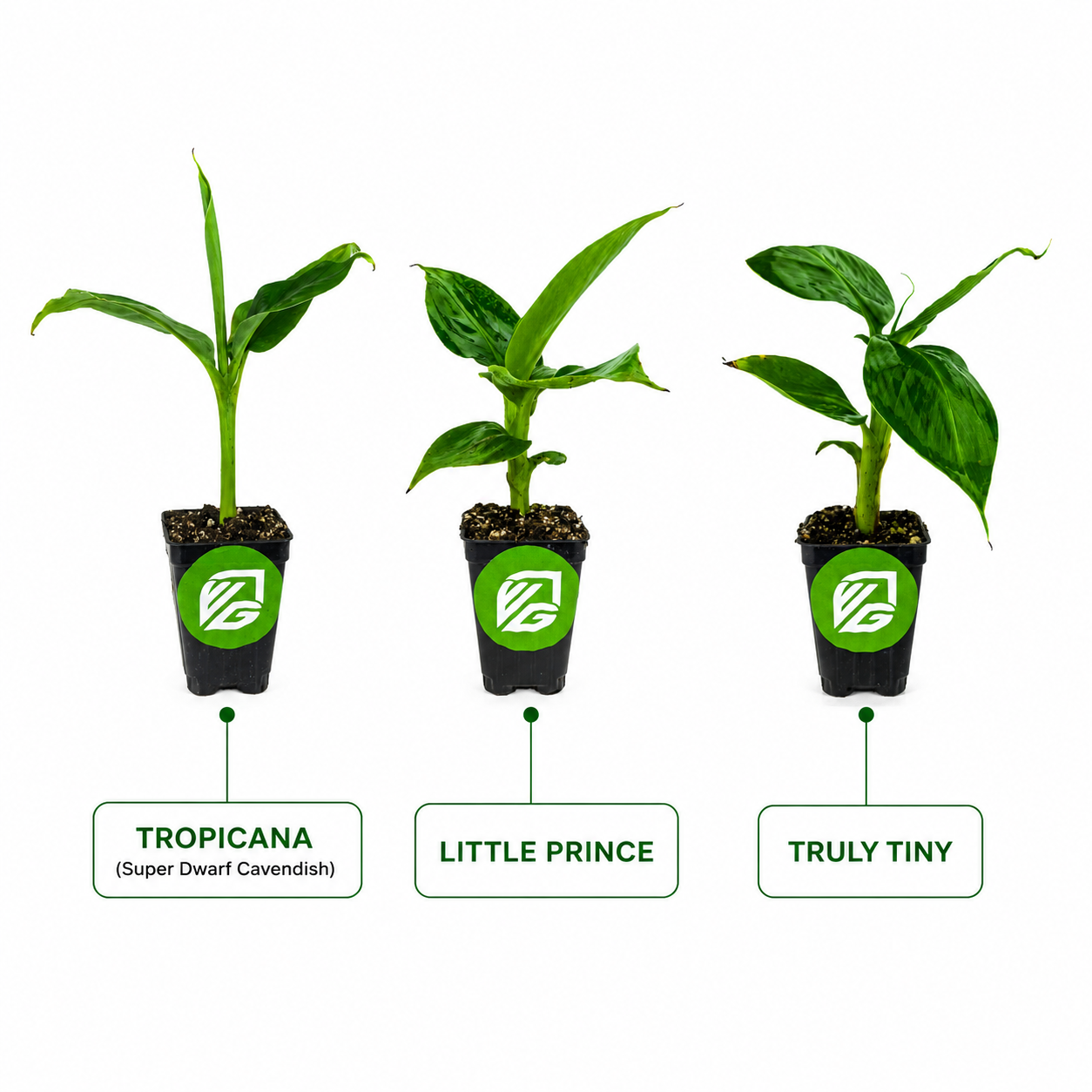 3 Petite Banana Plants + Liquid Banana Fuel Fertilizer Kit