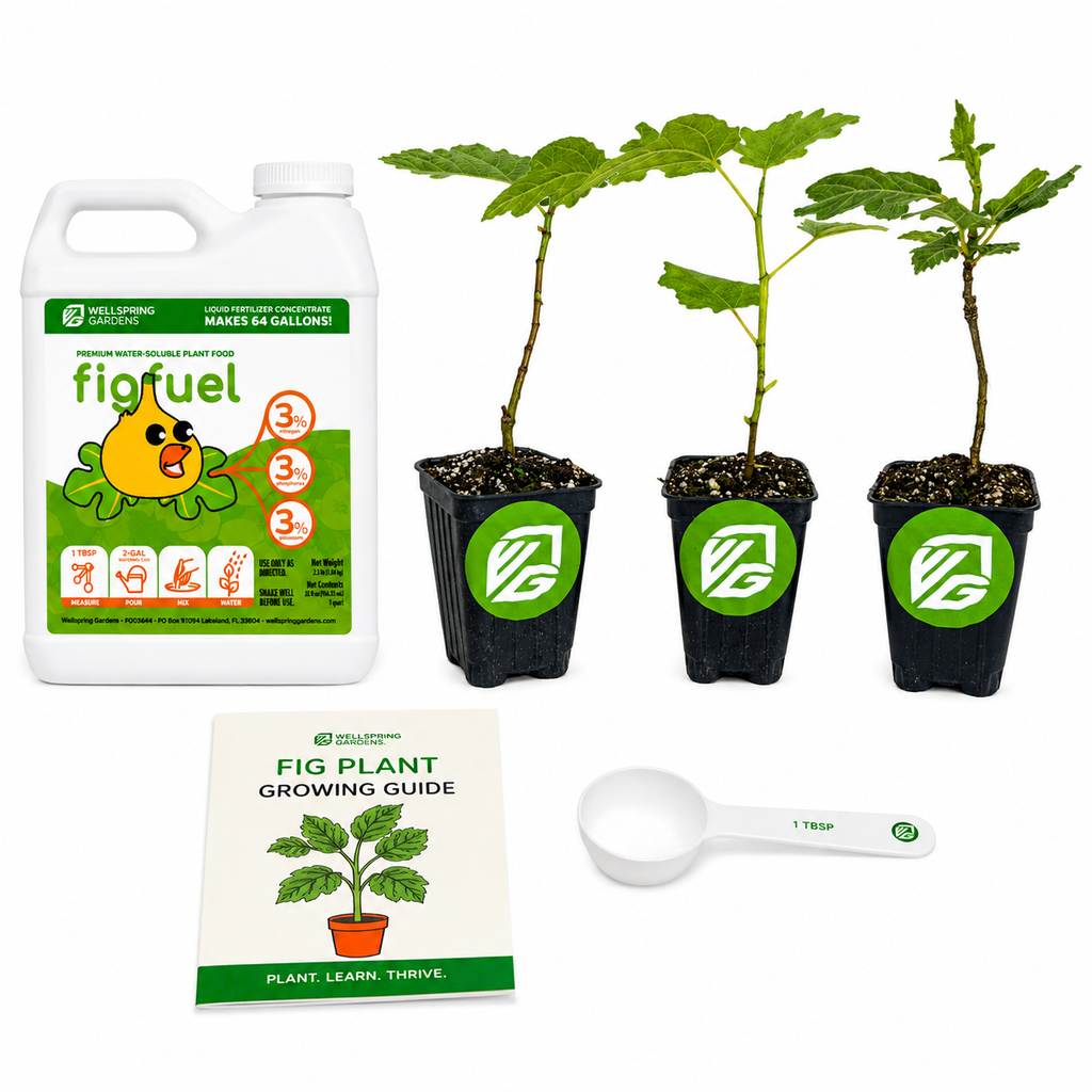 3 Petite Fig Plants + Liquid Fig Fuel Fertilizer Kit