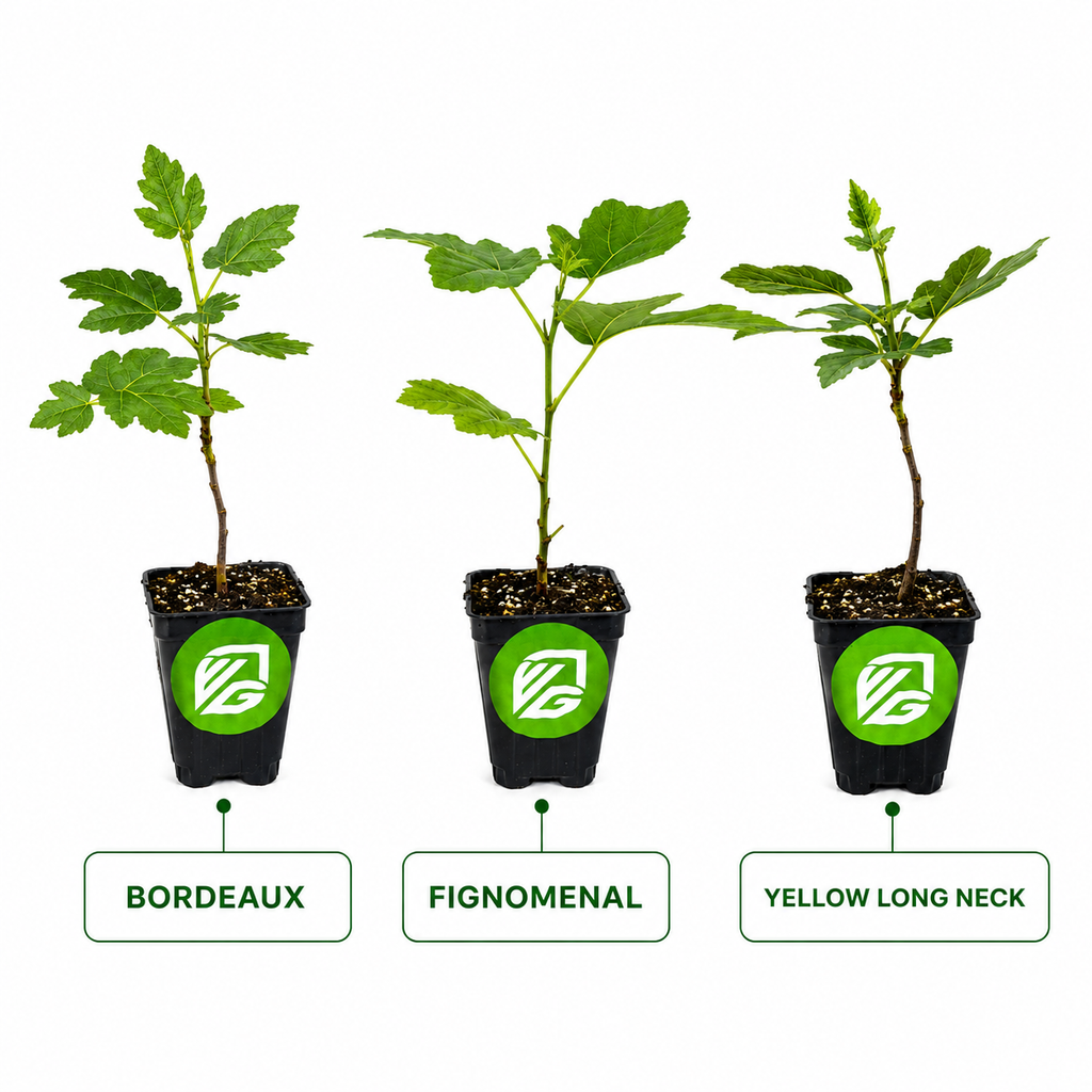 3 Petite Fig Plants + Liquid Fig Fuel Fertilizer Kit
