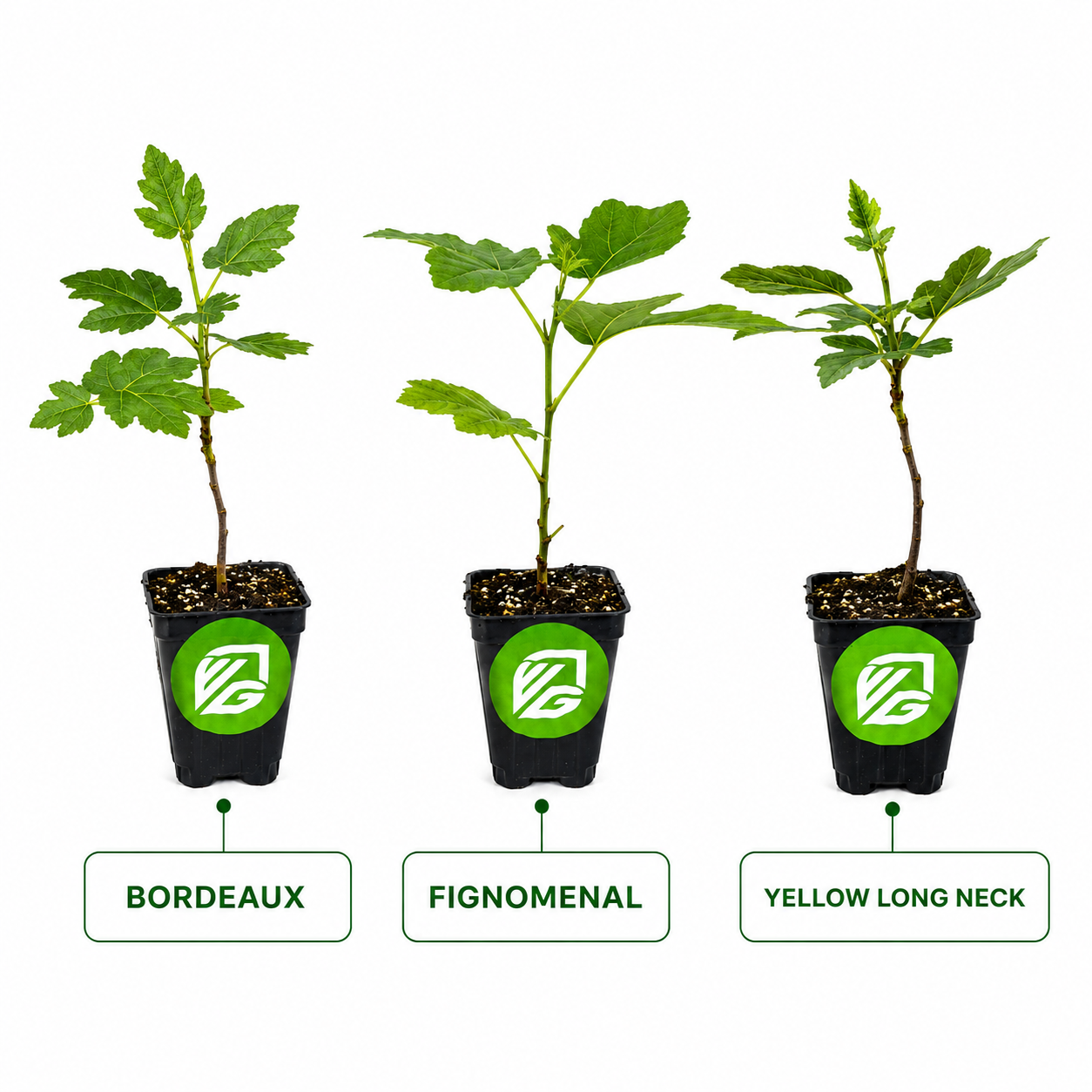 3 Petite Fig Plants + Liquid Fig Fuel Fertilizer Kit