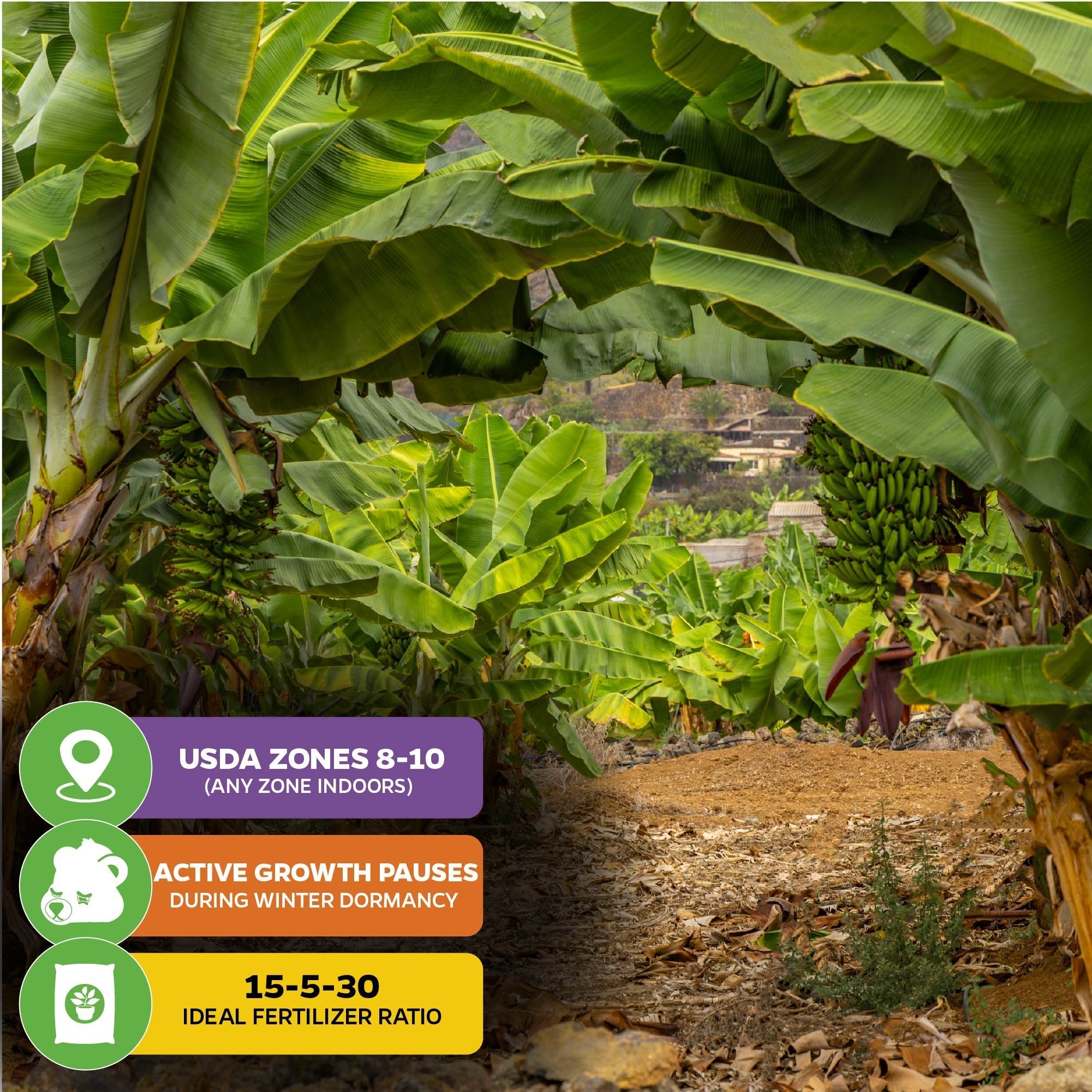 Grand Nain Banana (Gran Nain) - Musa acuminata