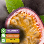 Purple Possum Passion Fruit - Passiflora edulis