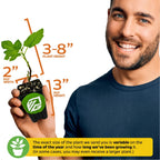 Black Mission Fig - Ficus carica