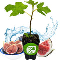 Black Mission Fig - Ficus carica