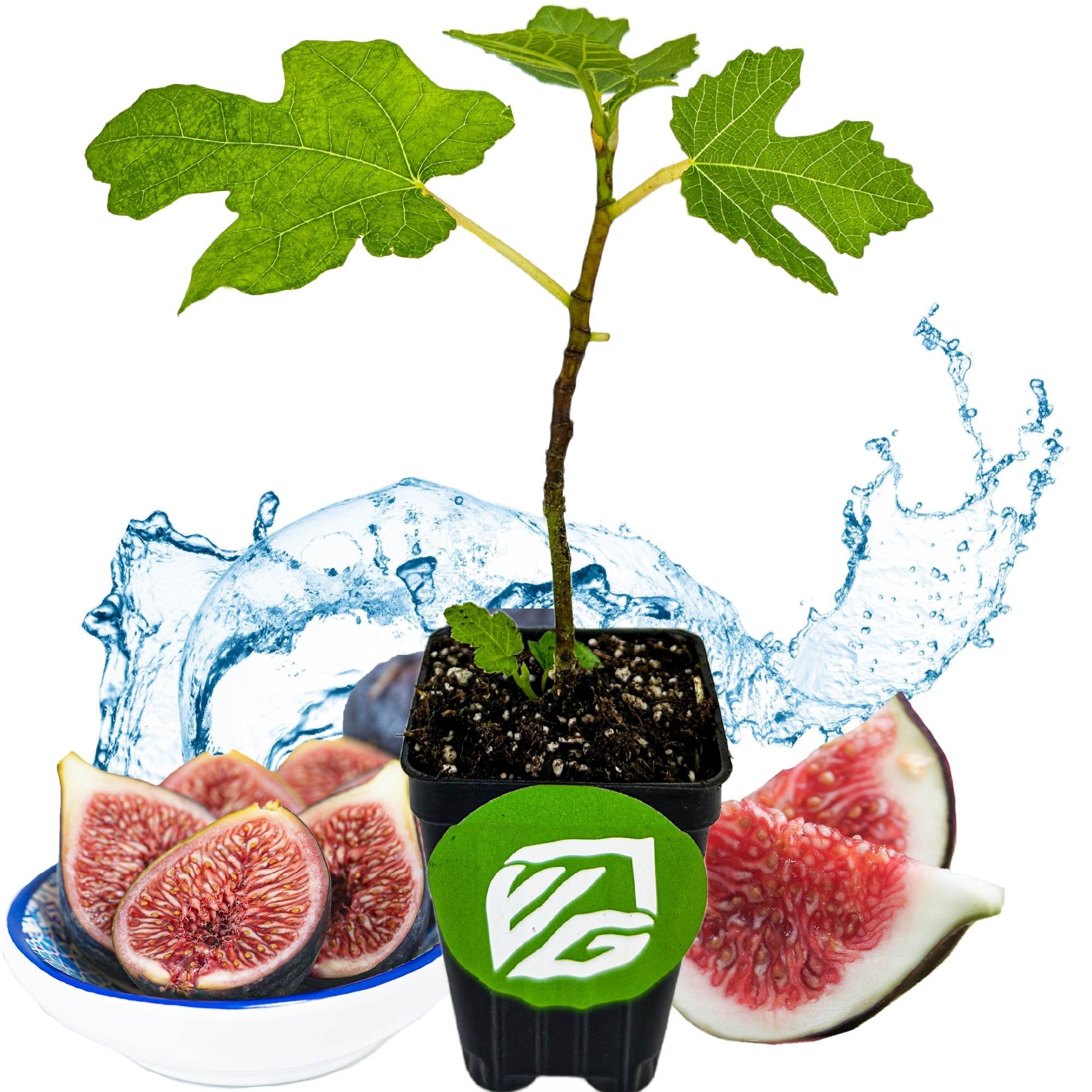 Black Mission Fig - Ficus carica