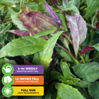 Okinawa Spinach - Gynura crepioides