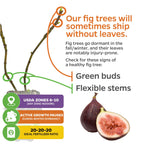Celeste Fig (Honey/Sugar Fig) - Ficus carica