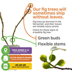 Fignomenal Fig - Ficus carica