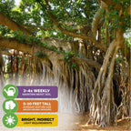 Audrey Fig (Banyan Tree) Ornamental Fig - Ficus benghalensis