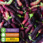 Pakistan Mulberry (Long Mulberry) Tree - Morus nigra