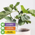 Fignomenal Fig - Ficus carica