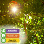 Black Mission Fig - Ficus carica