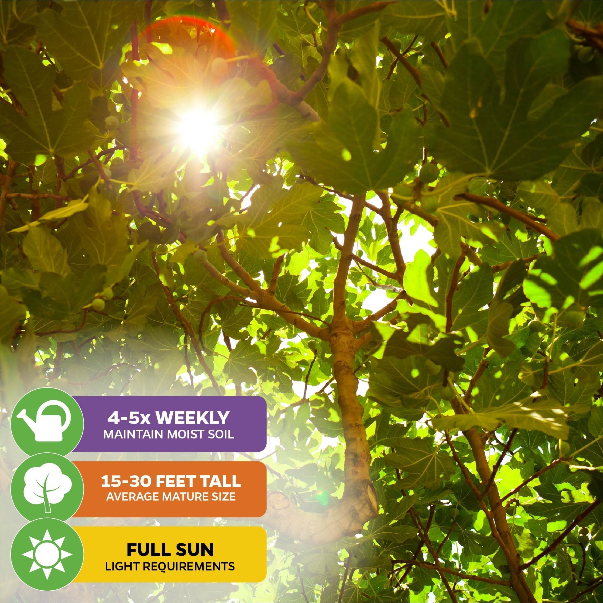 Black Mission Fig - Ficus carica