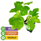 Celeste Fig (Honey/Sugar Fig) - Ficus carica