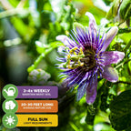 Purple Possum Passion Fruit - Passiflora edulis