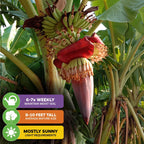 Grand Nain Banana (Gran Nain) - Musa acuminata